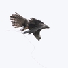 Maneuver (2)