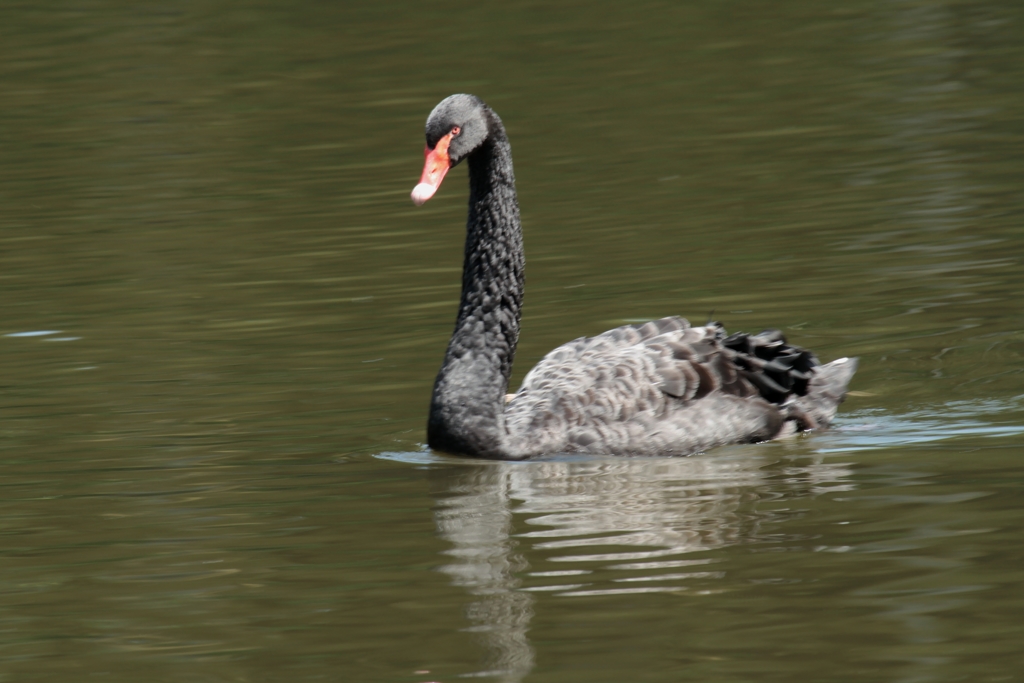 Black Swan