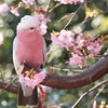 桜を愛でる