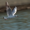 Jonathan Livingston Seagull