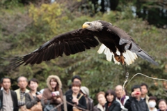 ハクトウワシが舞う