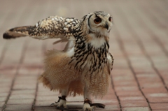 セイバー（Fate/stay night）