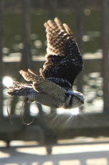 オナガフクロウ飛翔す