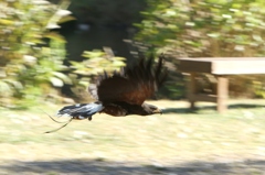 おてんば・ツンデレ『ムック』ちゃんは今日も行く