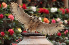 おしとやかに舞い降りる