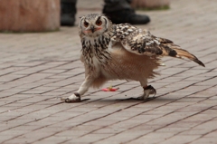 あげないよ～！