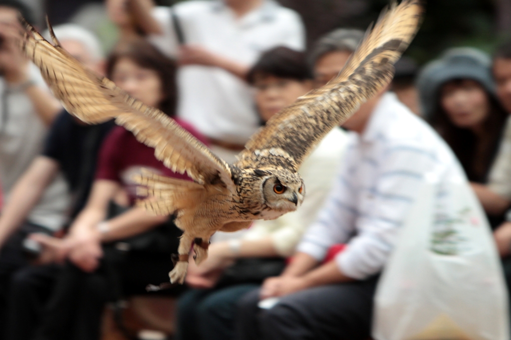 観衆の眼前を行く