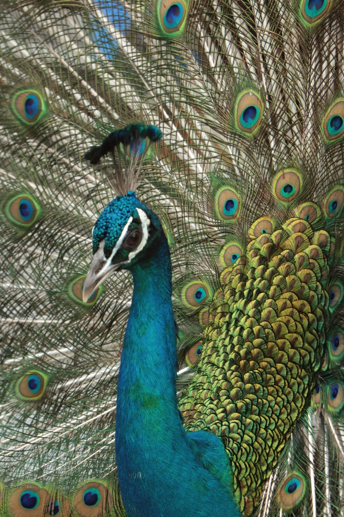 Peacock