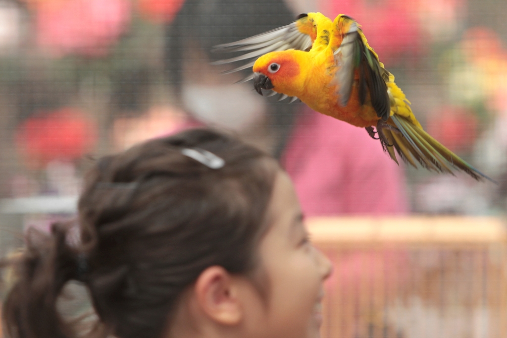 花と鳥の別天地、富士花鳥園へようこそ