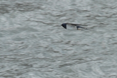 Bullet　（弾丸）