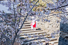 城跡の桜