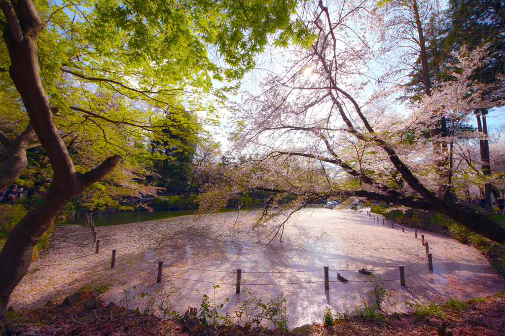 桜散る井の頭池