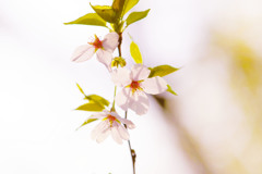 桜