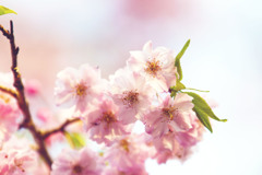 八重桜
