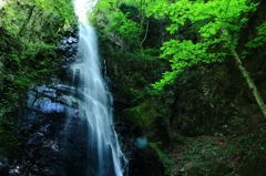 DPP_2003