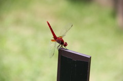 IMG_1020