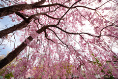 八重の桜