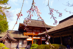 水分神社の桜