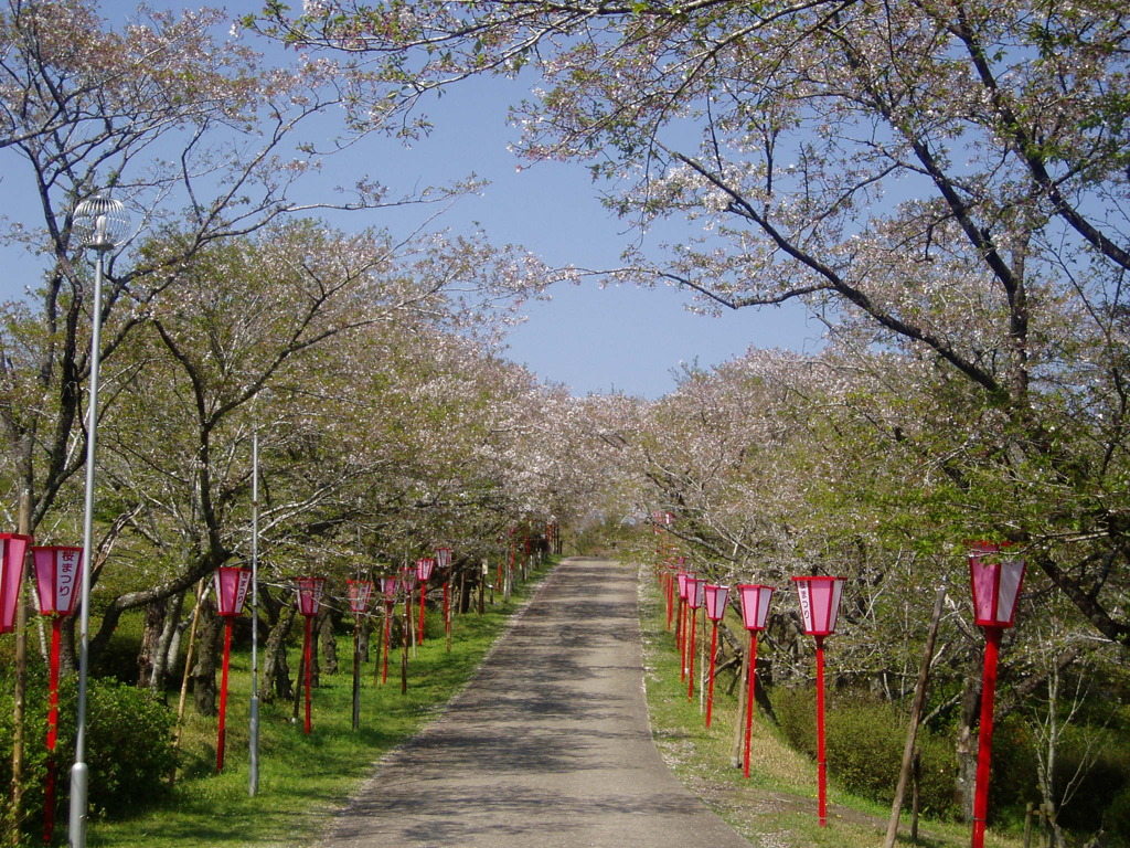 葉桜