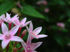 桜色の小さい花