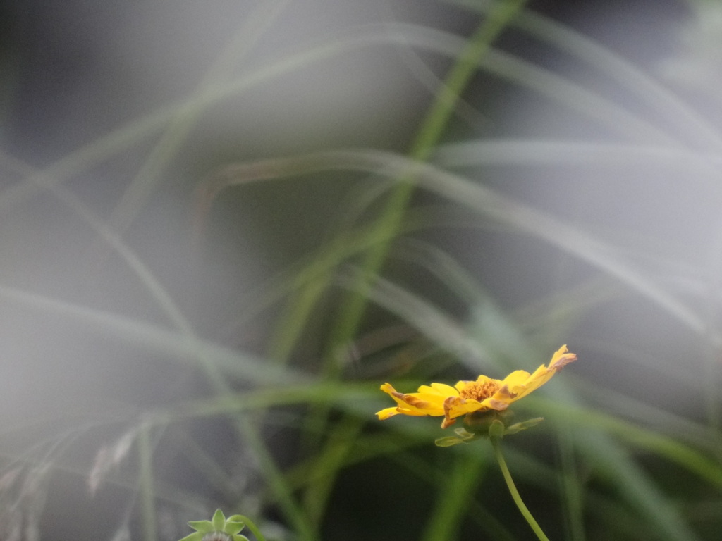 霞の中に咲く花