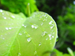 雨上がり