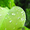雨上がり