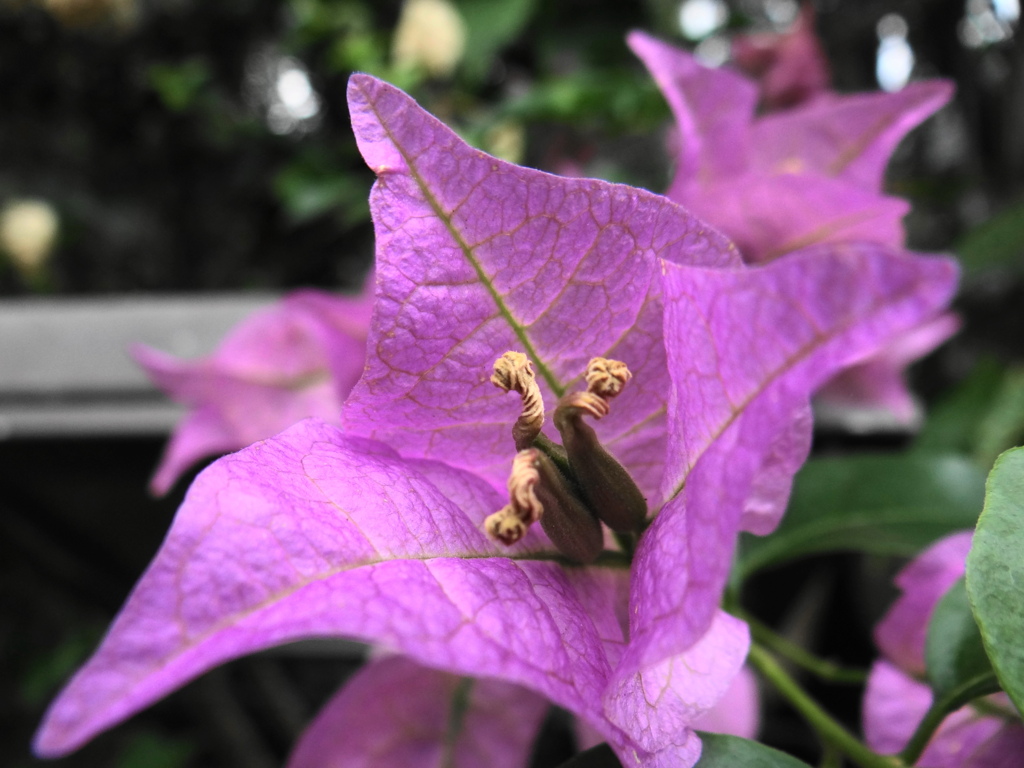 紫色の花