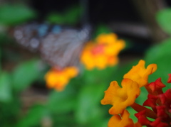 花と丸ボケ蝶