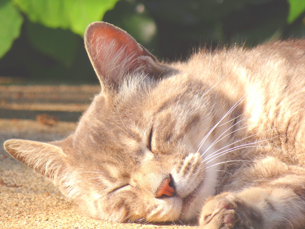 うたたねこ