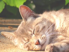 うたたねこ