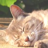 うたたねこ