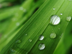 水玉色の虫眼鏡