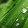 水玉色の虫眼鏡