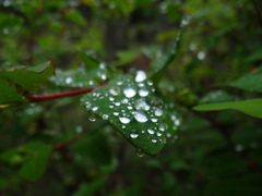 雨粒の大家族