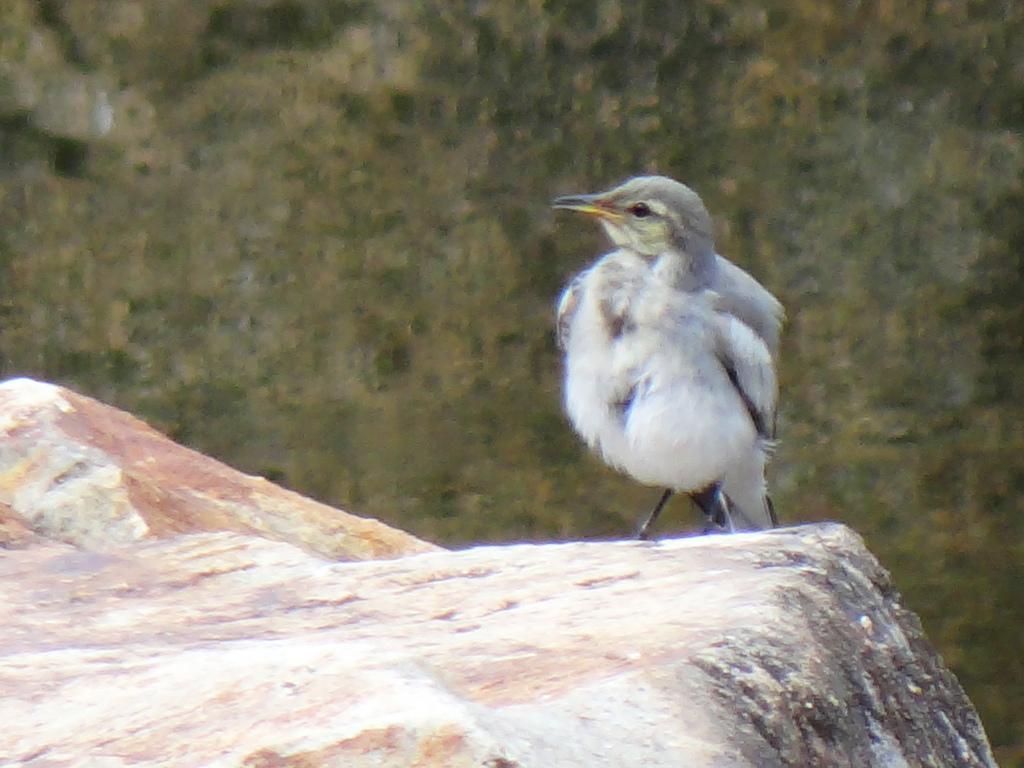 超望遠で野鳥