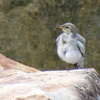 超望遠で野鳥