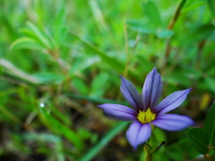 可憐な花模様