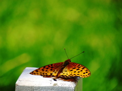 夏と蝶