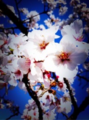 sakura
