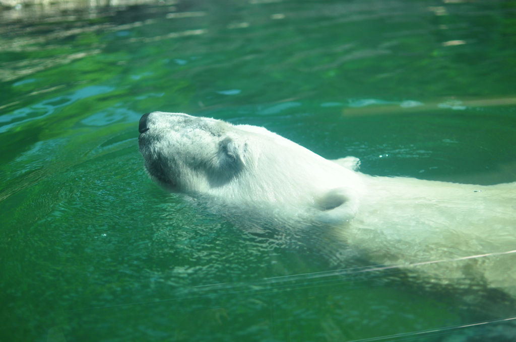 気持ちよさそうでした