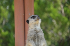 ミーアキャット!