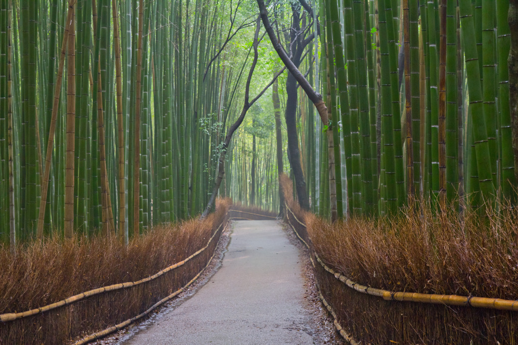 竹林の道