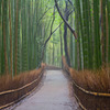 竹林の道