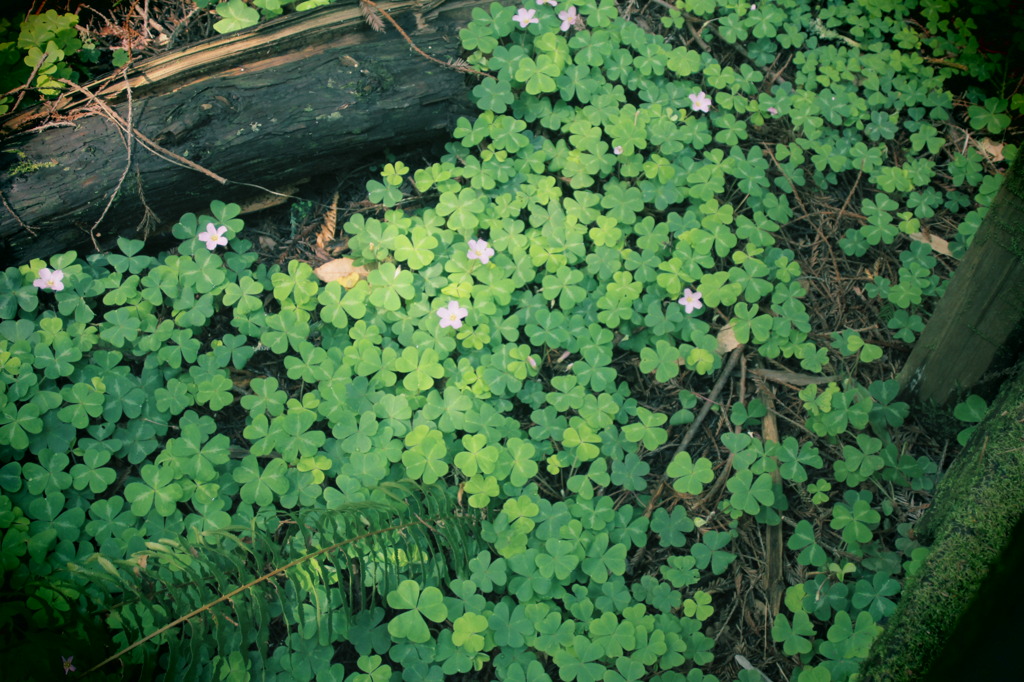 Clovers
