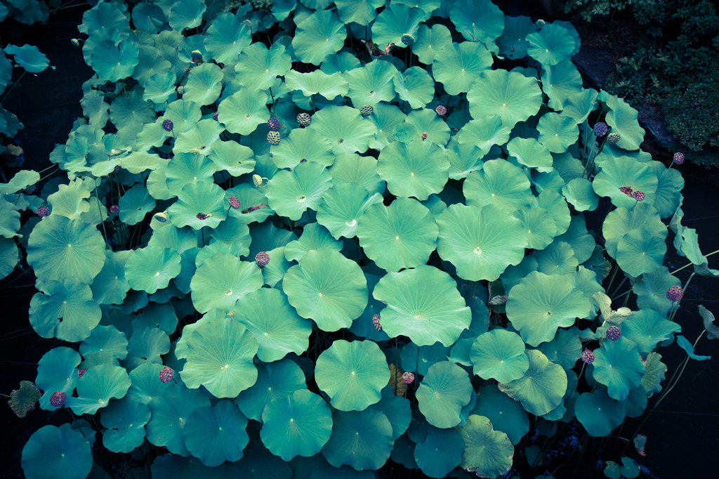 Green parasol