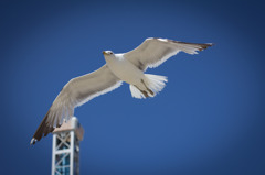 Seagull