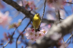 春の訪れ