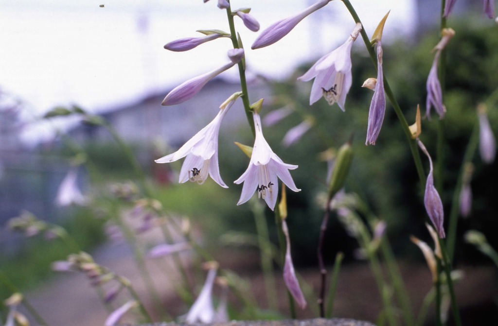 竜ヶ崎線沿線⑥　で季節のお花