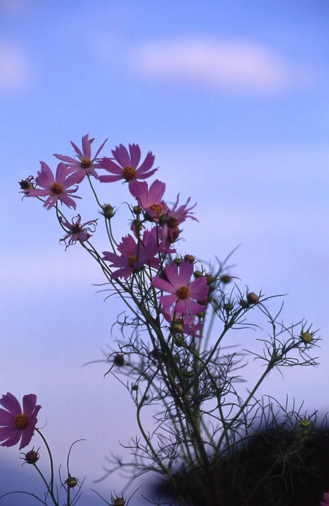 近所⑬　で季節のお花